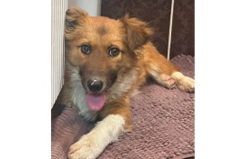 Буся ищет семью: маленький пёс с большим желанием жить