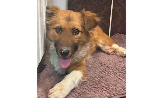 Буся ищет семью: маленький пёс с большим желанием жить