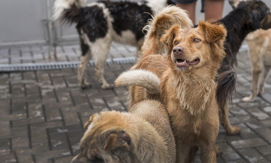 В Казахстане начнут усыплять бродячих собак