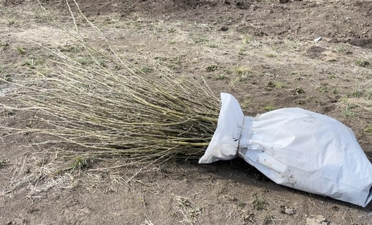 «KM Green». Работники управления АО «Костанайские минералы», ветераны Предприятия и спортсмены  бегового клуба «KM run club» высадили порядка 1500 саженцев.